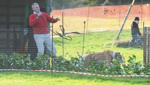 Coursing at its best as favourite wins Corn Cuchulainn