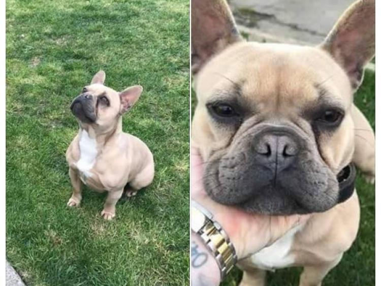 CRIME: Two dogs stolen in targeted break-in