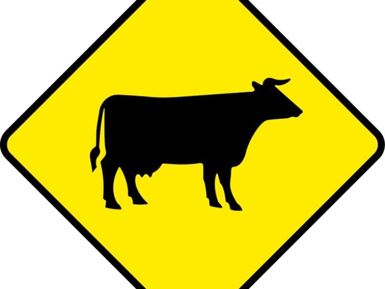 REPORT: Cattle blocking road in Knockbridge
