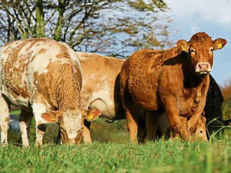 US Seal of Approval great news for Louth Beef Farmers