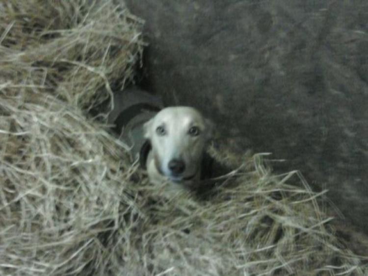 Help me find Ben says distraught dog owner 