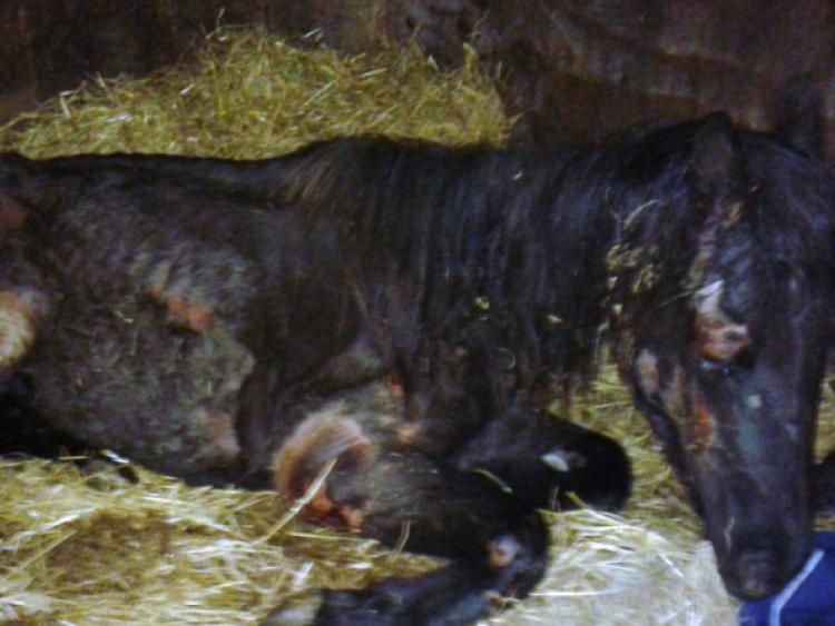 Seven out of ten horses taken from Cooley Mountains were destroyed 