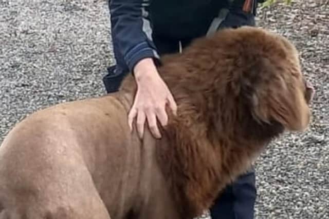 The sighting was reported to have occurred near Mountshannon, Co Clare – with some social media posts also linking the event to Kells, Co Meath.