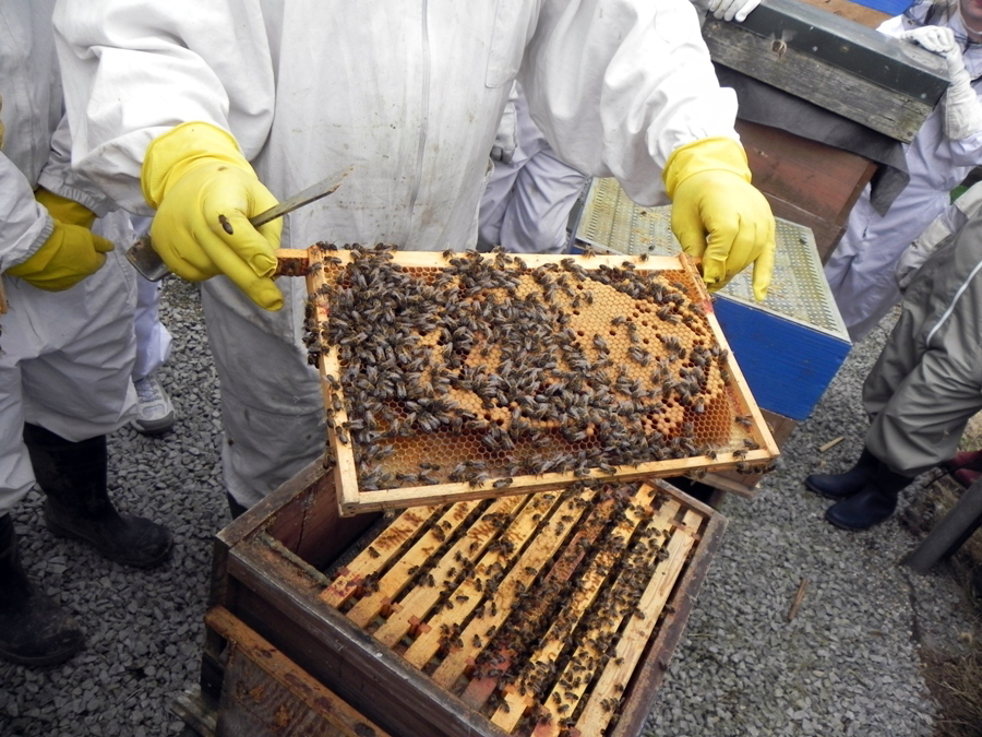 HANDLED WITH CARE Hands-on learning about honeybees at the Westport Westport Beekeepers Association's club apiary.