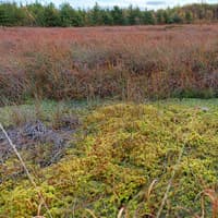 Louth County Council and Ardee Bog group reach bypass agreement