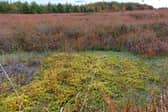 Ardee Bog 