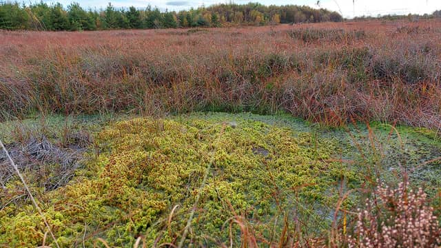Ardee Bog