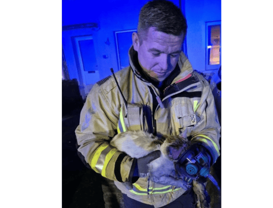 Fire fighter Carrick saving Biscuit the cat's life
