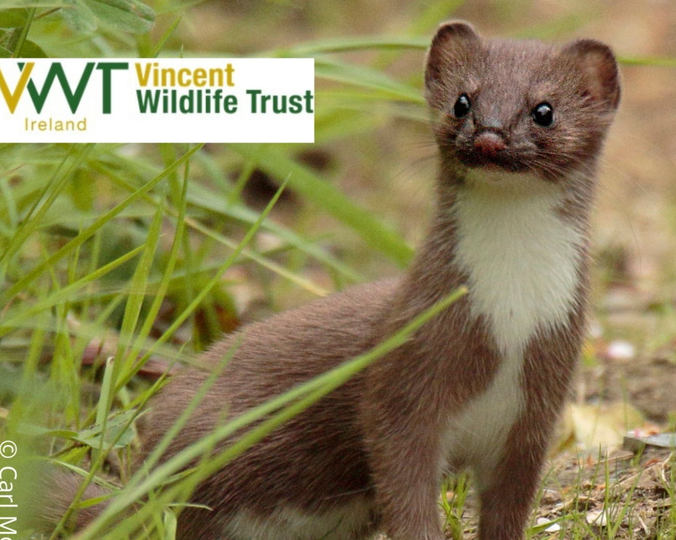 Have you seen an Irish stoat in Louth? - Researchers need your help