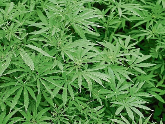 Offaly could become cannabis-growing capital of Ireland