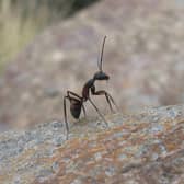 ALERT: People warned over flying ants phenomenon to hit Ireland in weeks PIC: Stock/Pixabay
