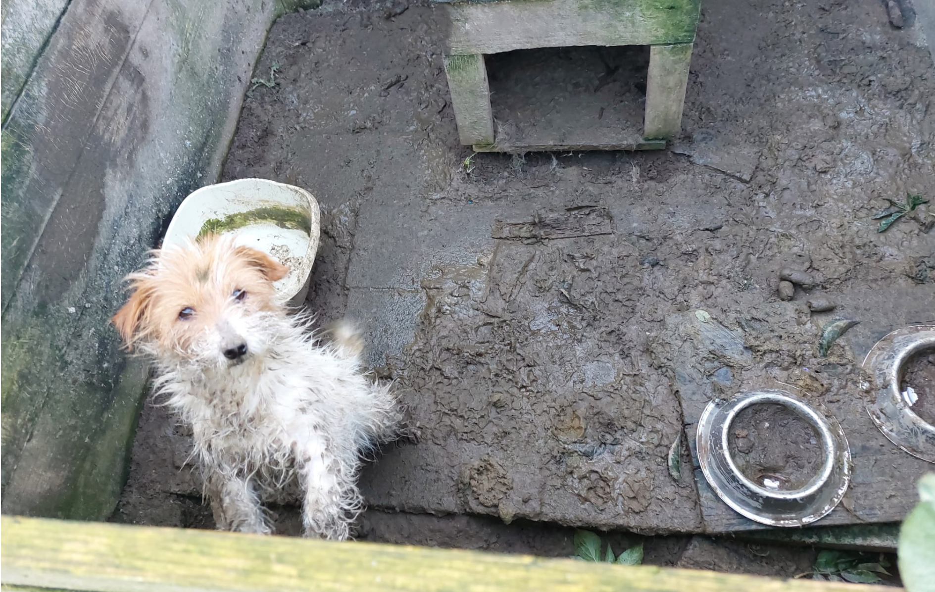 The shelters provided for the dogs were also unsuitable with mud and dog faeces covering the inside of the kennels.
