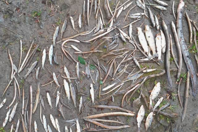 “There was not enough capacity at the plant for the sludge to settle and sludge builds up too high and reached a level and overflows to the river."