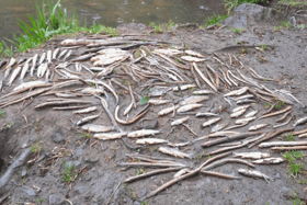 Inland Fisheries Ireland estimates around 2,000 fish died on the Ballymacraven River following the discharge last May | PICTURE: X/@InlandFisherIE