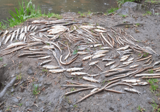 Inland Fisheries Ireland estimates around 2,000 fish died on the Ballymacraven River following the discharge last May | PICTURE: X/@InlandFisherIE