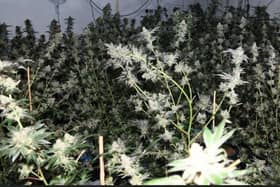 Some of the plants found in the seizure in Donegal Town | PICTURE: Facebook/An Garda Siochana