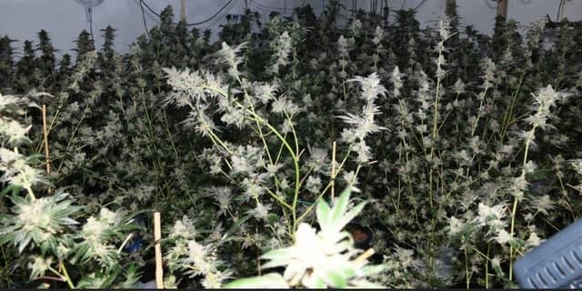 Some of the plants found in the seizure in Donegal Town | PICTURE: Facebook/An Garda Siochana
