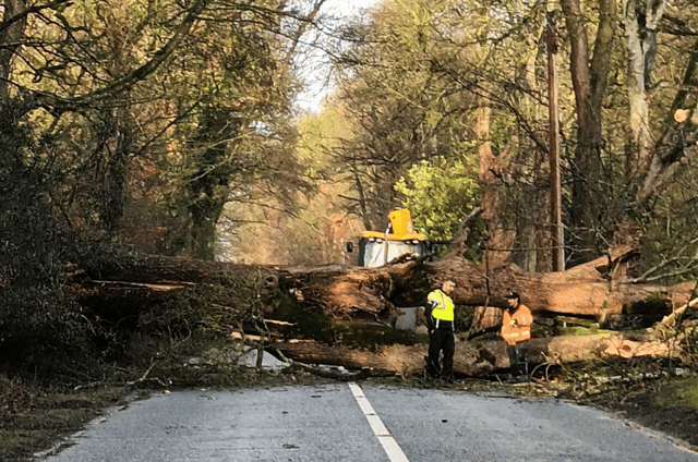 The tree at the scene (Image: Kildare Garda Division/Facebook)