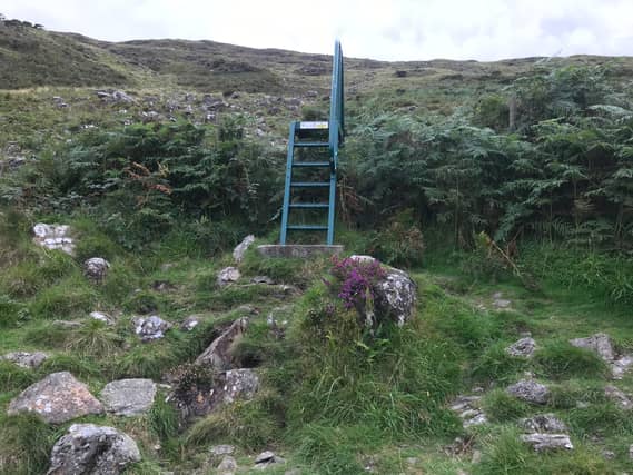Louth councillor concerned over control of dogs on the Cooley Mountains