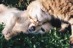 Applications are invited from registered animal charities providing animal welfare services in Ireland that wish to be considered for funding in 2022