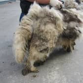 Woman barred from owning animals after neglected dog had to be sedated to be groomed