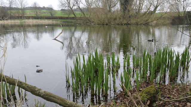 Works planned at Stephenstown Pond