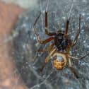 The Noble False Widow spider, which has colonised much of Ireland. Photo: NUI Galway
