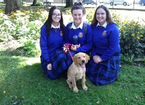 Finn the rescue pup settling in to life at St Vincent's