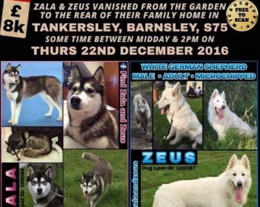 Last Monday evening, a female husky with what appears to be identical markings to Zala was seen running around Dundalk, We are desperately trying to find this dog to try and get her scanned to rule it in or out for being Zala.