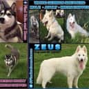 Help sought in search for dog stolen in UK and last seen in Dundalk
