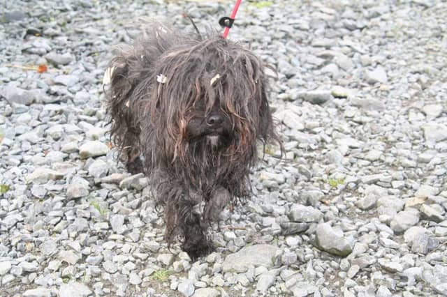 Dundalk volunteers gave rescue dog Brad a much needed makeover