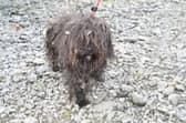 Dundalk volunteers gave rescue dog Brad a much needed makeover