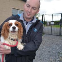 Dundalk Dog Rescue set to host ‘The Great Tennis Ball Race’