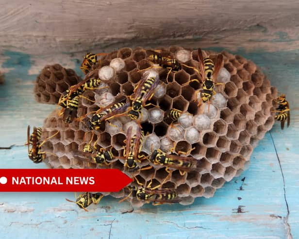 Nests are now at their biggest, with up to 10,000 wasps in a single colony