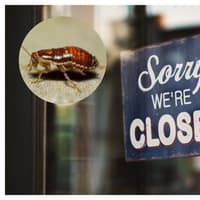 'Cockroaches and rodent droppings' - 12 food businesses ordered to close in September