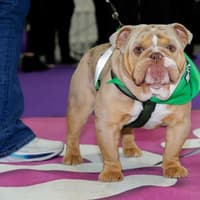 Adorable pooch Bowzer did Louth proud in Puppy of the Year final