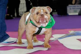 Bowzer, an English Bulldog from Co. Louth