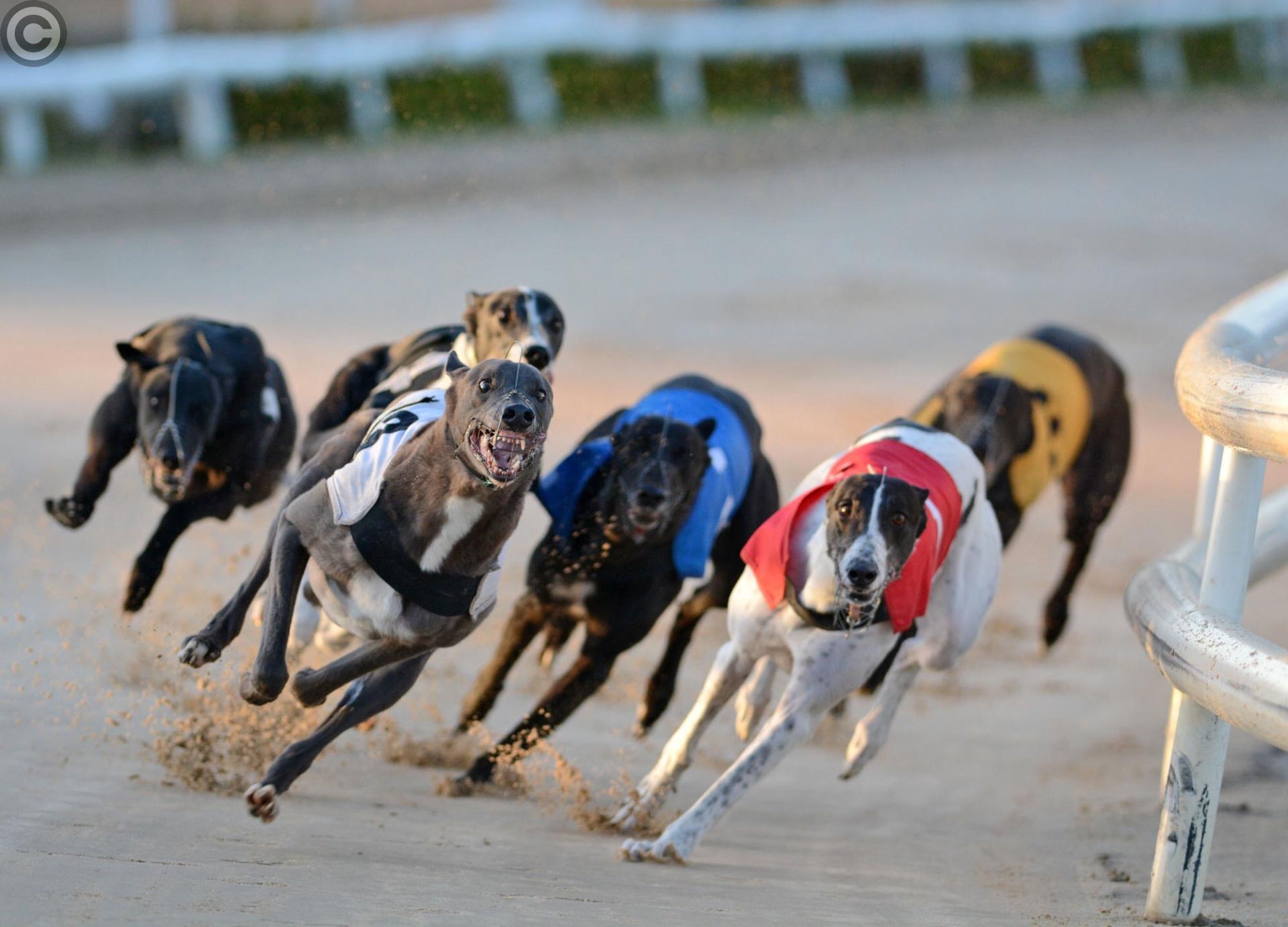 Inside Track Greyhound Racing At Daybreak Barking Mad Or What Dundalk Democrat