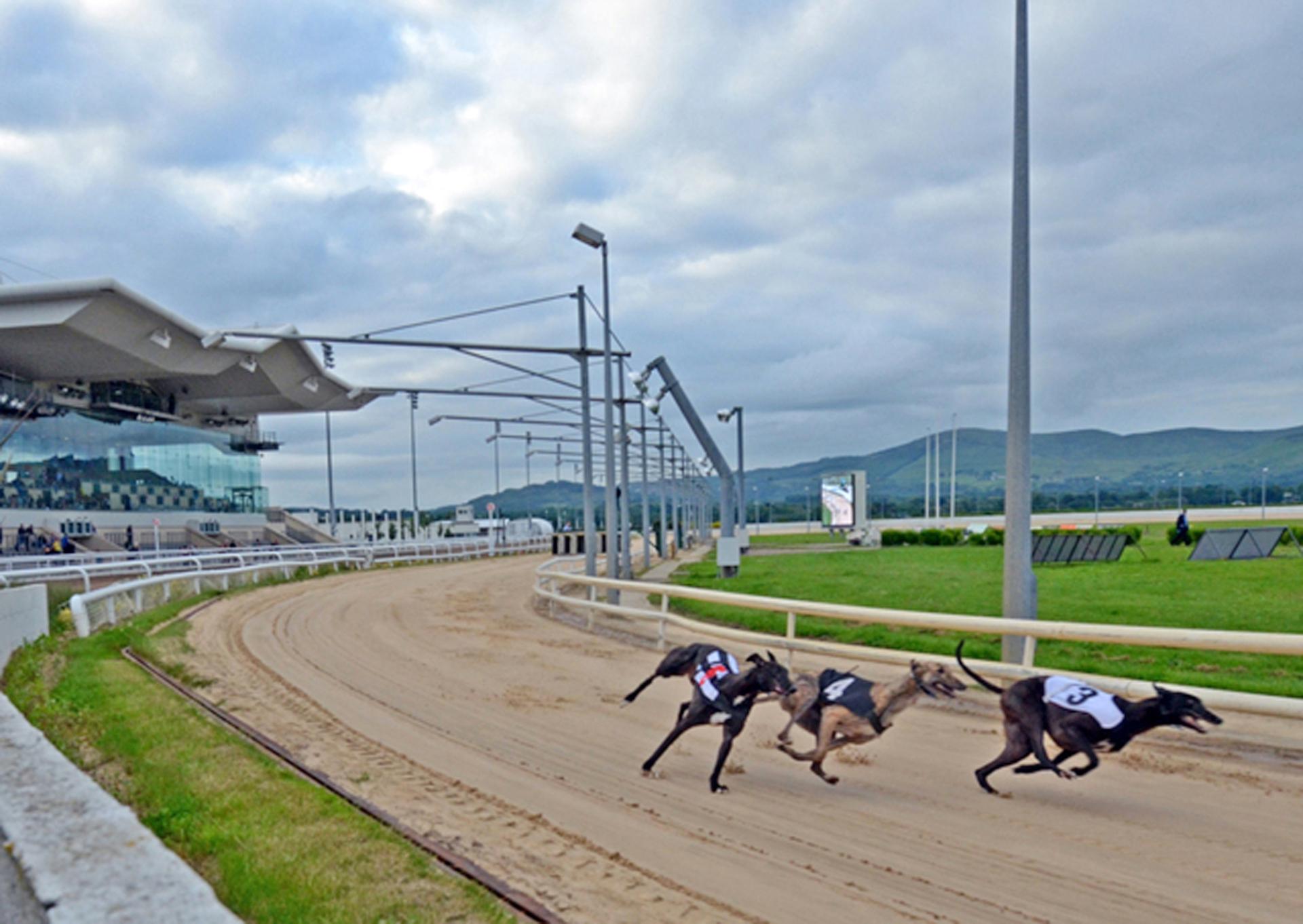 This Weeks Greyhound Winners From Dundalk Stadium Dundalk Democrat