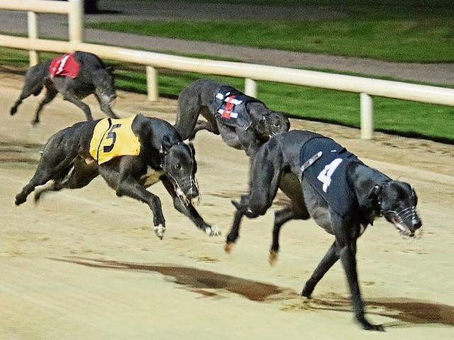 This Week S Greyhound Results From Dundalk Stadium Dundalk Democrat