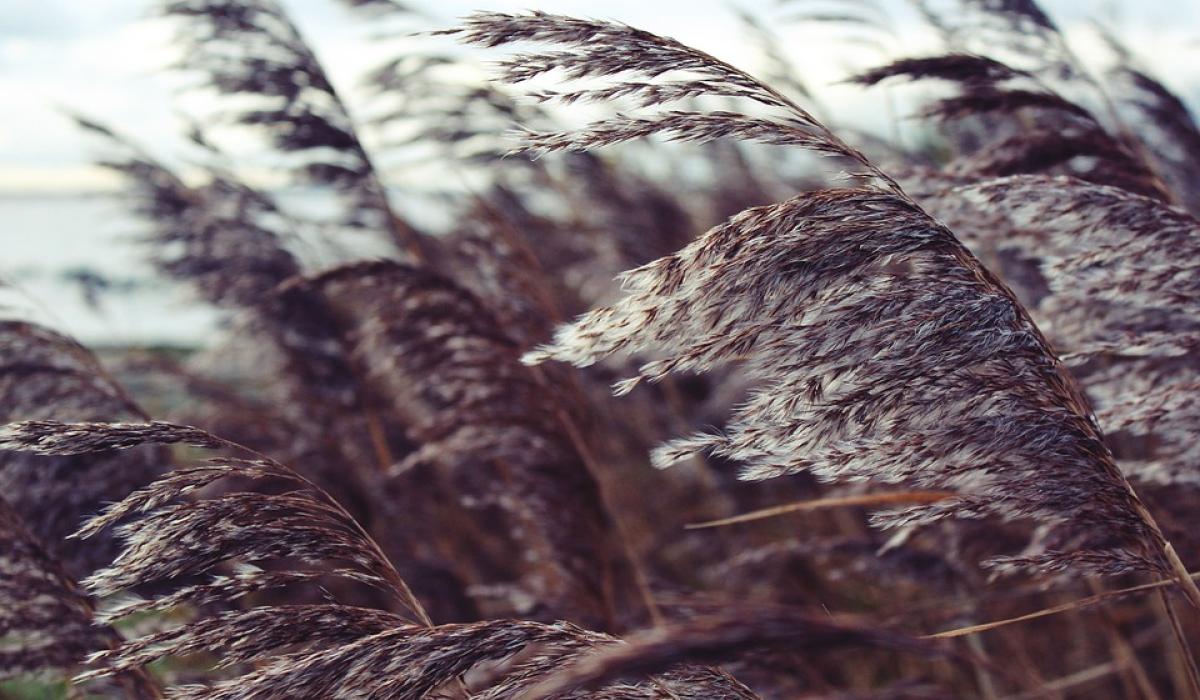 Louth Weather: Very windy day as Storm Bram tracks close to Ireland