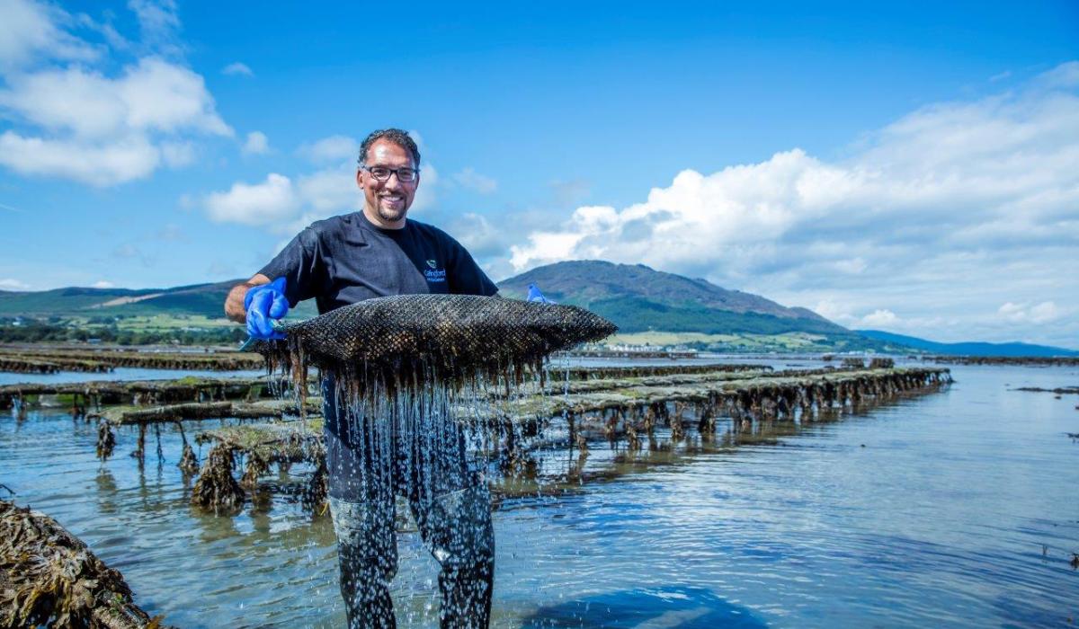 Carlingford Oyster Company nominated for SFA National Small Business Awards