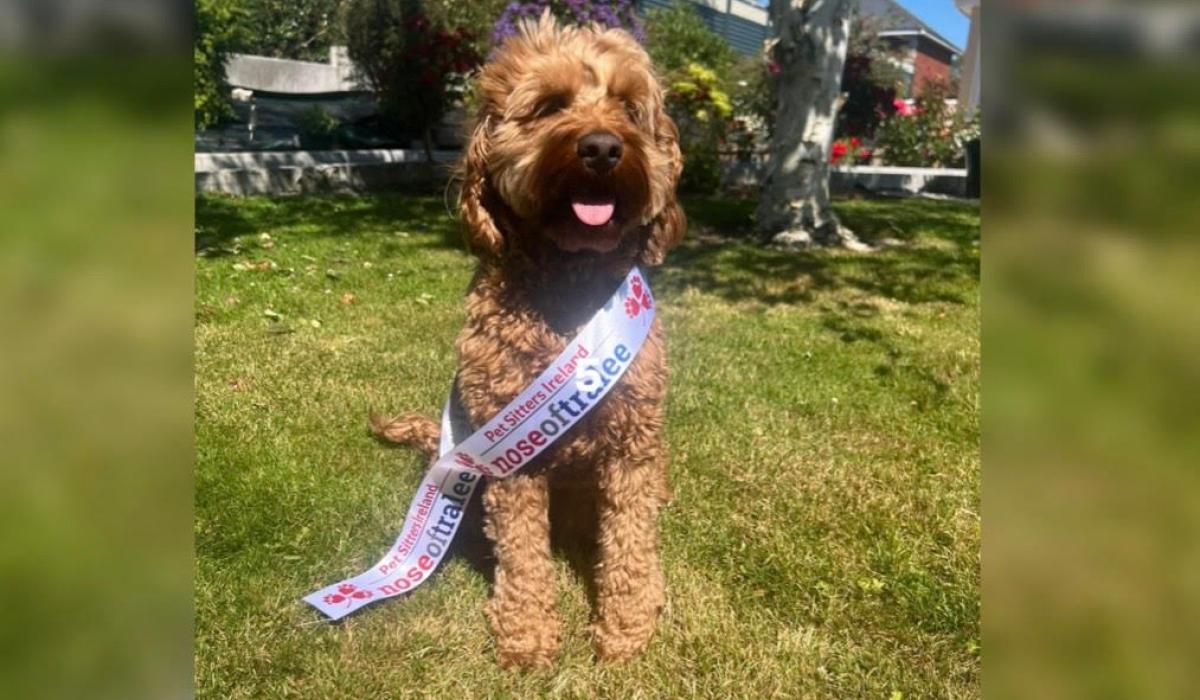 Cockapoo Amber to represent Louth in the Nose of Tralee 2025 - Louth Live