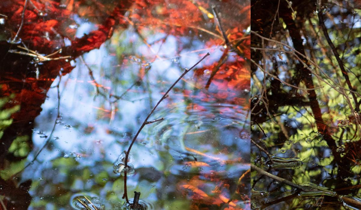 A film celebrating Ireland’s bogs coming to Dundalk's An Táin Arts Centre