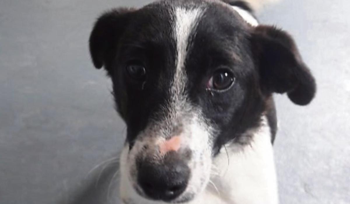 A dog a day was impounded in May by Louth County Council Louth Live