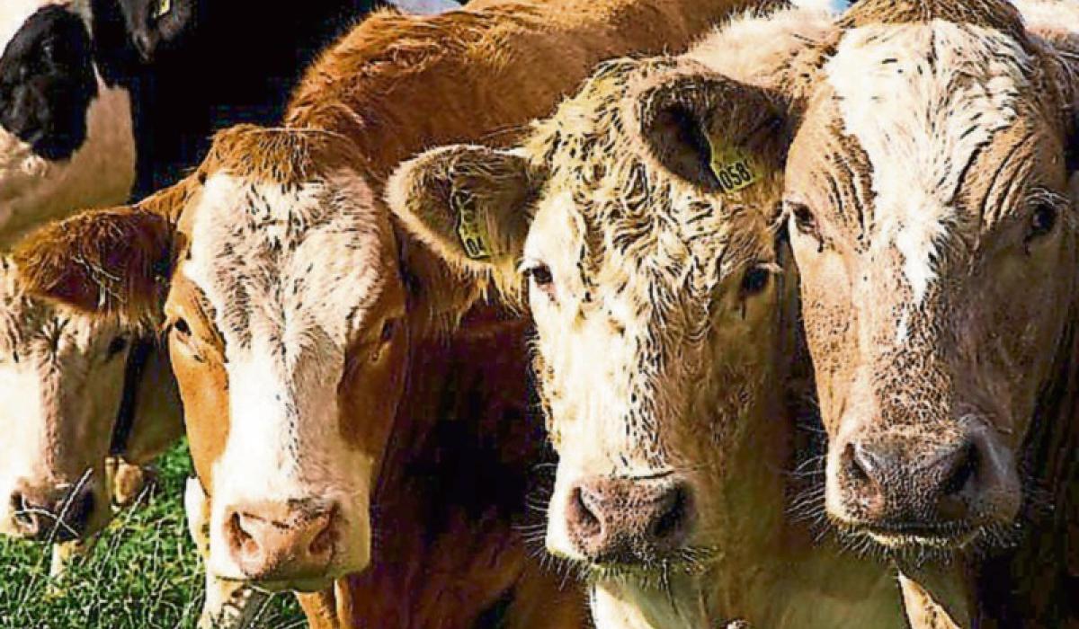 Louth TD calls for 'meaningful' dialogue to resolve Bord Bia dispute