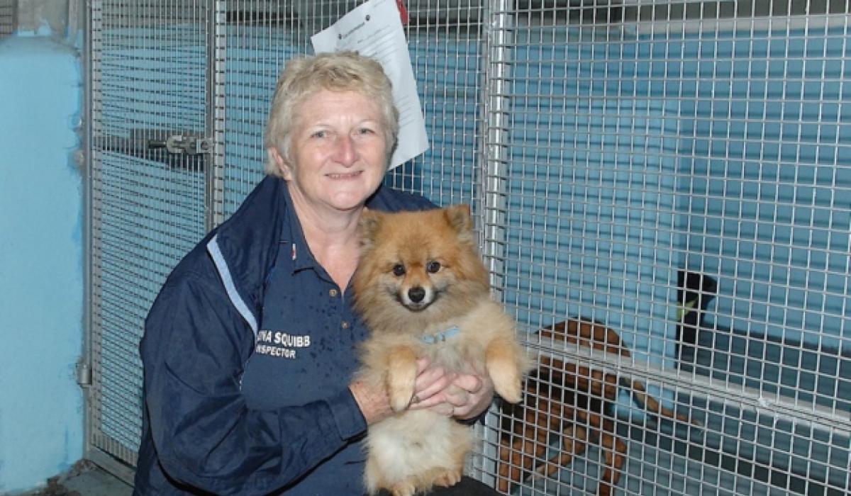 Dundalk pet owners warned thieves leaving markings outside homes