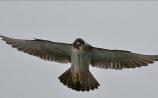'Many years before call of peregrines returns to Cooley mountains'