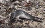 WATCH: Just a cute baby seal heading back into sea in north Louth