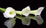 Deaths in Dundalk - Wednesday 1 October 2025